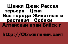 Щенки Джек Рассел терьера › Цена ­ 20 000 - Все города Животные и растения » Собаки   . Алтайский край,Бийск г.